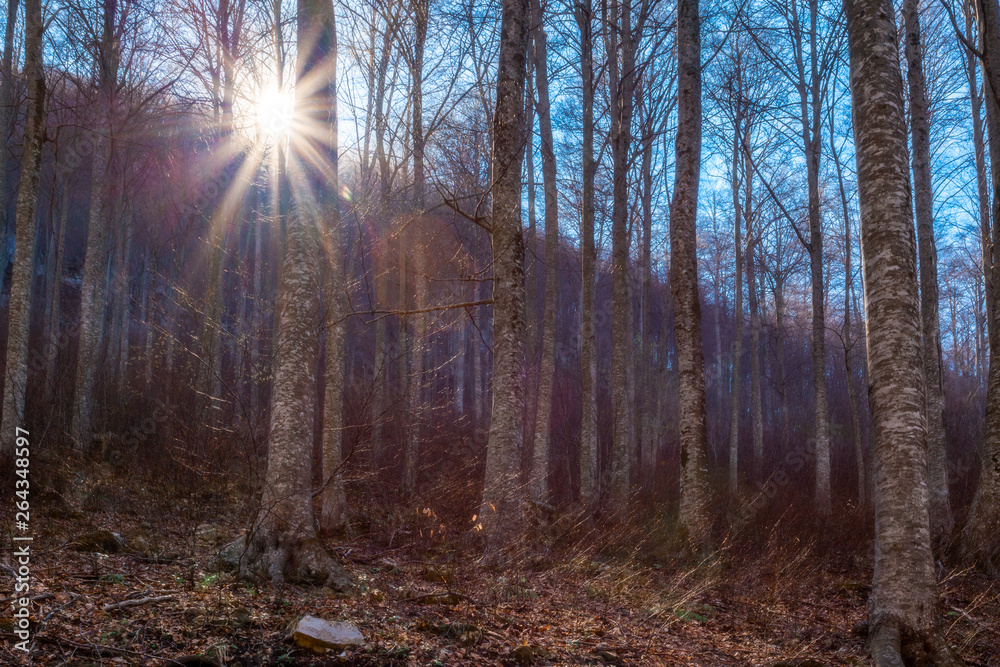 Tramonto tra i faggi Tramonto tra i faggi