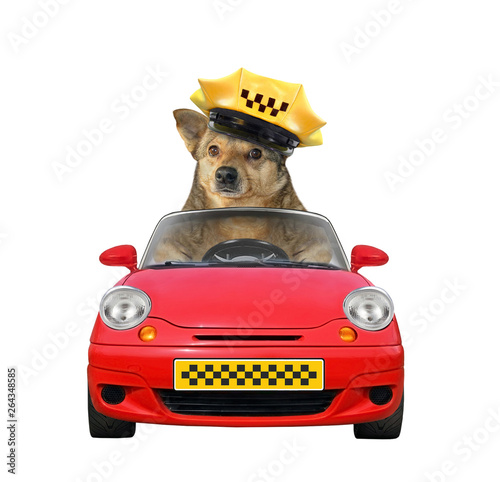 The dog taxi driver in a cap is in a red car. White background. Isolated.