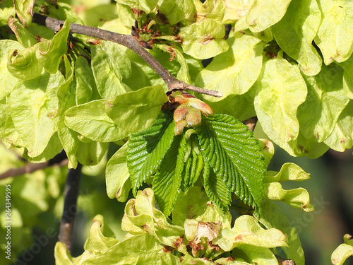 Blattautrieb der Ulme, Ulmus glabra, nach der Blüte 