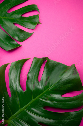 Monstera leaf background