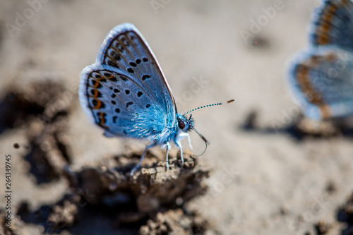 Karner Blue Butterfly  (Polyommatus icarus) macro. photo