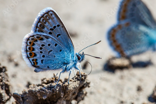 Photography Karner Blue Butterfly  (Polyommatus icarus) macro.