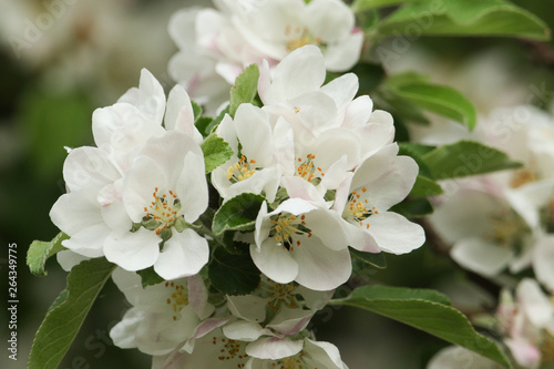 The blossom of a beautiful Apple tree (Malus) growing in the countryside in the UK.