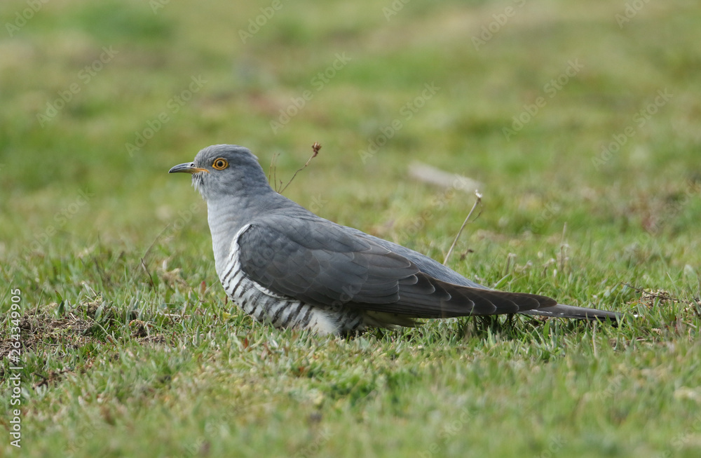 A stunning Cuckoo (Cuculus canorus) searching on the ground in a meadow for food. A stunning Cuckoo (Cuculus canorus) searching on the ground in a meadow for food.