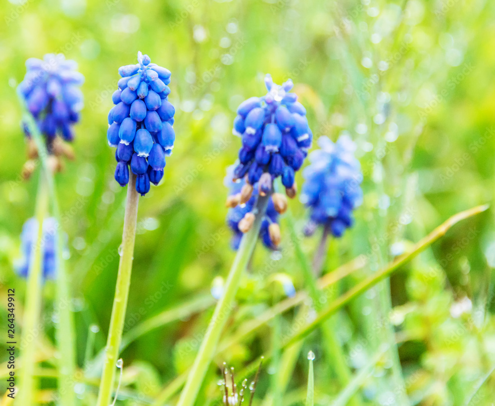 Lavender Blossoms Blooming on a Spring Day in Italy Lavender Blossoms Blooming on a Spring Day in Italy