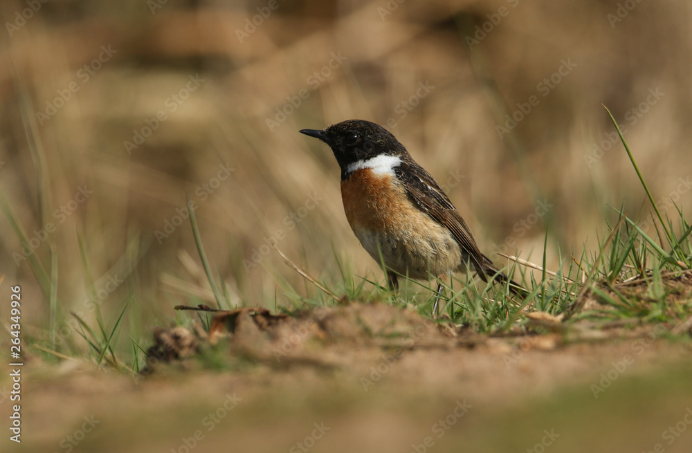 Fototapeta premium A stunning male Stonechat (Saxicola torquata) hunting on the ground for insects to eat. 
