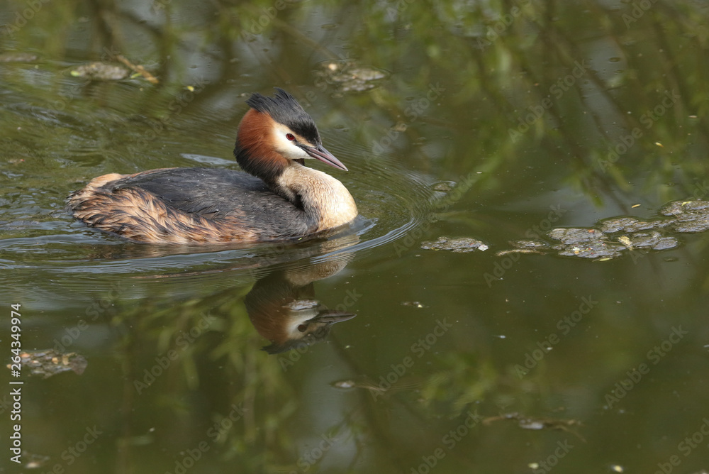 A stunning Great-crested Grebe (Podiceps cristatus) swimming in a river. A stunning Great-crested Grebe (Podiceps cristatus) swimming in a river.