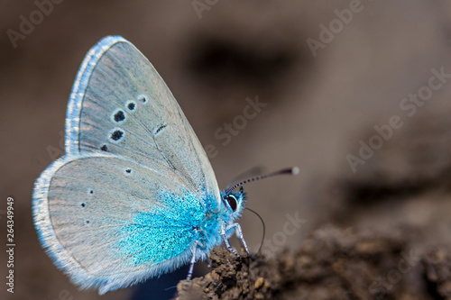 Karner Blue Butterfly  (Polyommatus icarus) macro. photo