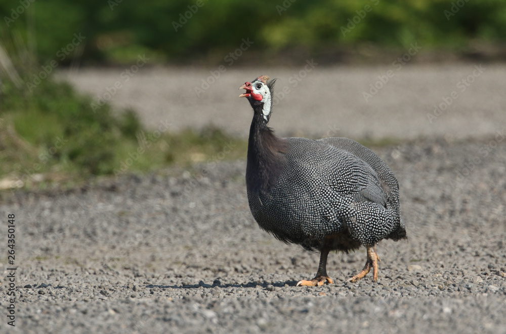 A magnificent Guinea fowl calling on a dirt track. 