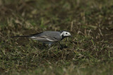 A Pied or White wagtail, Motacilla alba, hunting for insects to eat in a meadow in the UK.	