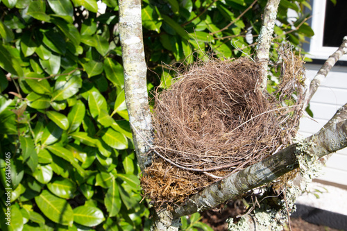 beautiful natural empty birds nest in a tree in home garden