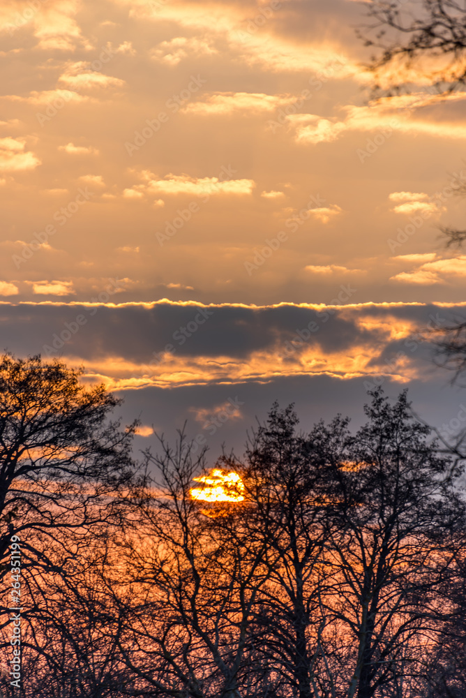Bright Sunrise with Trees in Poland Bright Sunrise with Trees in Poland