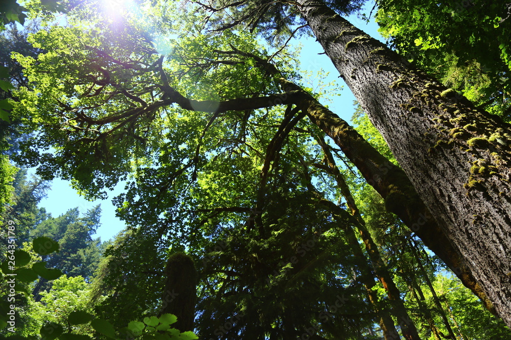 Fototapeta premium Treeline