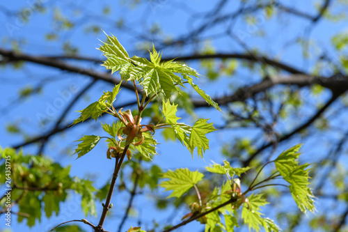 Branch with young light green leaves on a blurred blue background