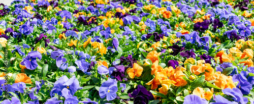 Flowering blue and yellow pansies in the garden as floral background