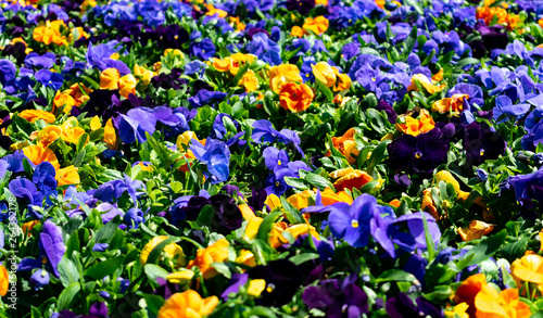 Flowering blue and yellow pansies in the garden as floral background