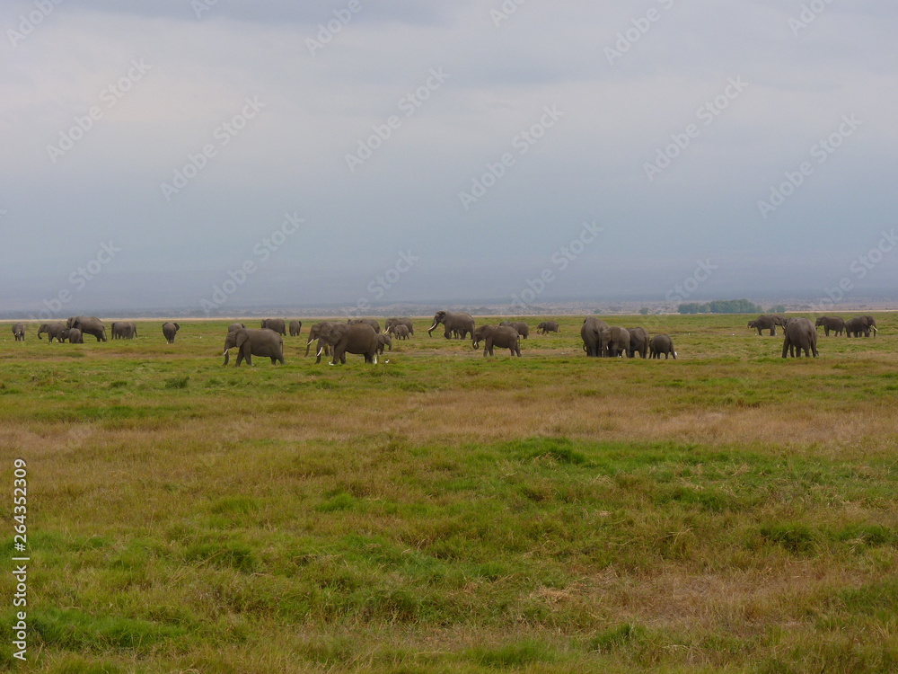 Amboseli National Park