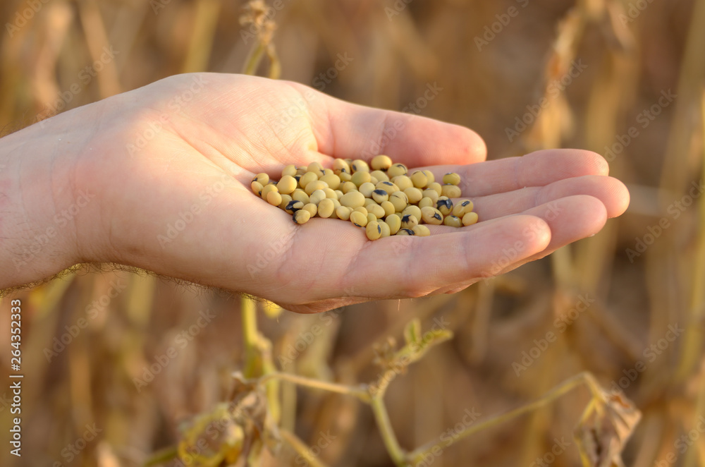 Harvest ready soy beans in human hand on dry pods background evening sunset time Harvest ready soy beans in human hand on dry pods background evening sunset time