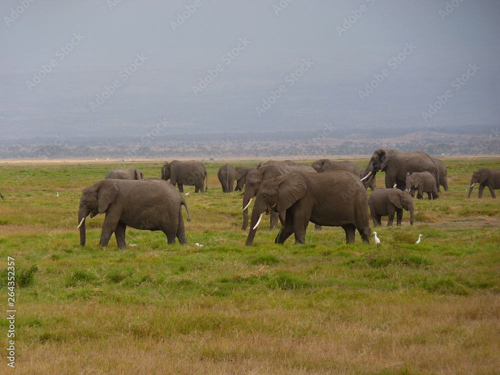 Amboseli National Park