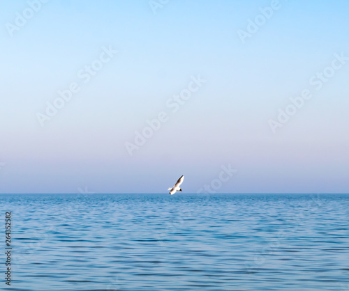 seagull flying above the sea on a blue background. One Seagull flying over the sea