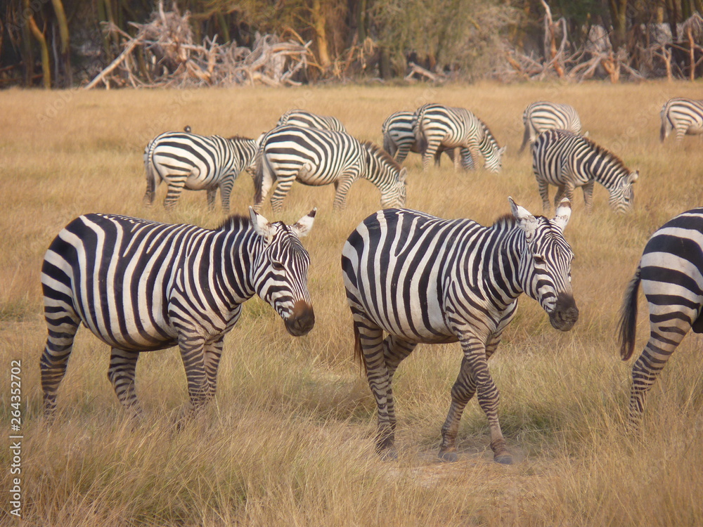 Amboseli National Park