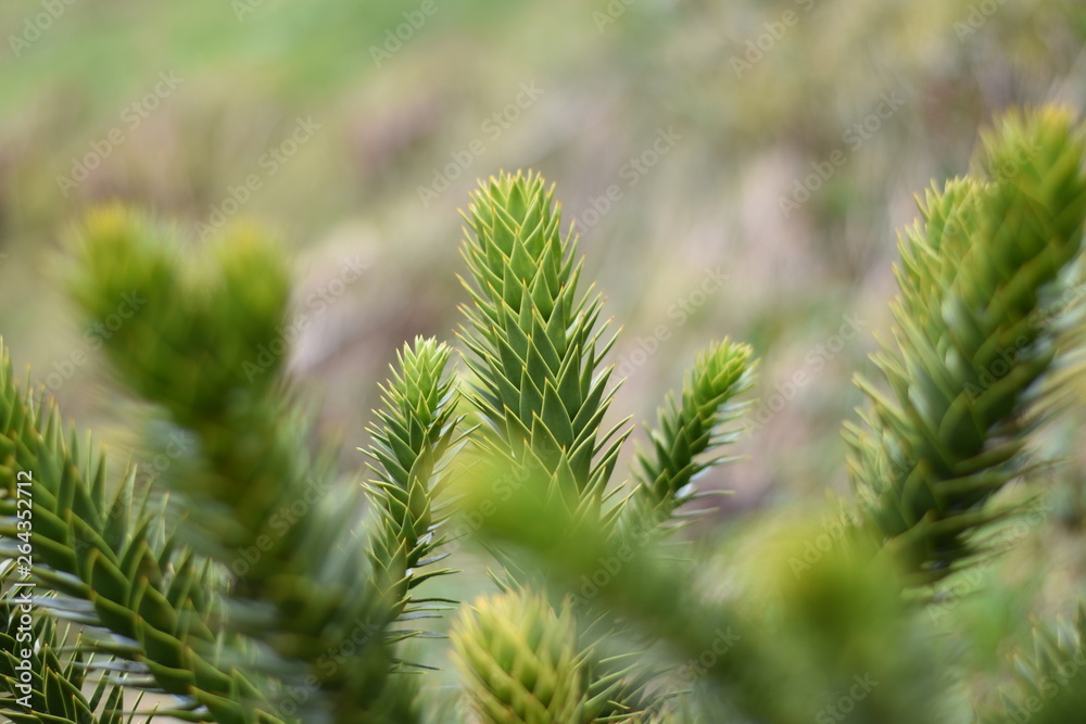 Chilenische Schmucktanne (Araucaria araucana) Chilenische Schmucktanne (Araucaria araucana)