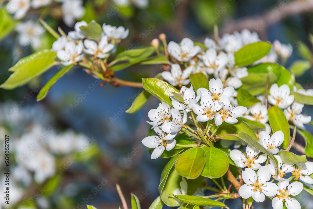 Fototapeta premium White Fruit Tree Blossoms in Spring on the Southern Italian Mediterranean Coast