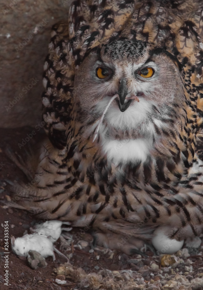 A hungry female eagle owl eagerly devours (swallows, absorbs) a mouse. Voracious big bird of prey and a little helpless mouse. A hungry female eagle owl eagerly devours (swallows, absorbs) a mouse. Voracious big bird of prey and a little helpless mouse.