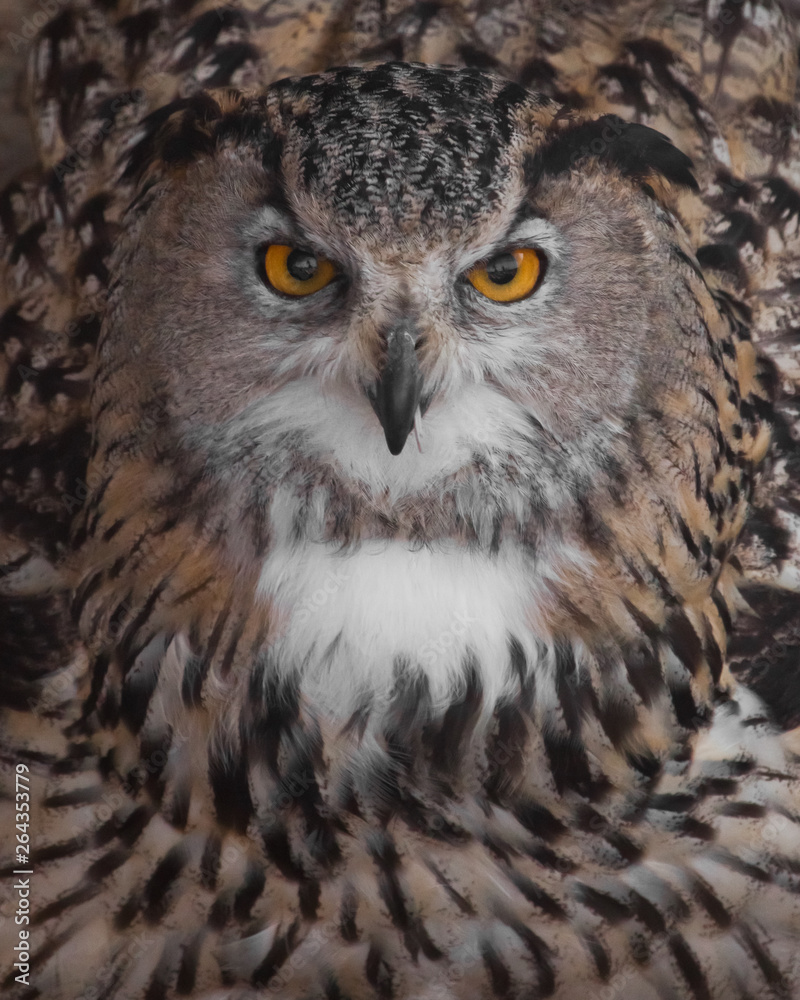 Fototapeta premium A hungry female eagle owl eagerly devours (swallows, absorbs) a mouse. Voracious big bird of prey and a little helpless mouse.