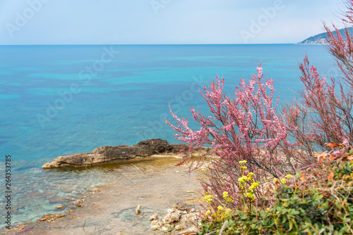 Pink Blossoms on a Bush on the Southern Italian Mediterranean Coast in Spring