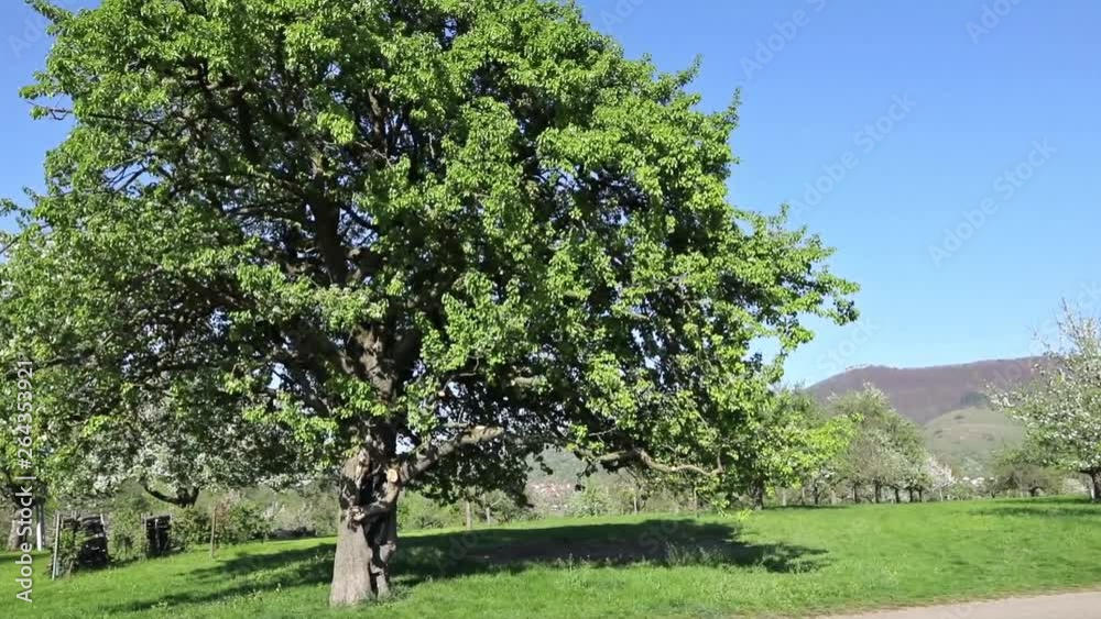 Streuobstwiese im Frühling - Kamerafahrt Streuobstwiese im Frühling - Kamerafahrt