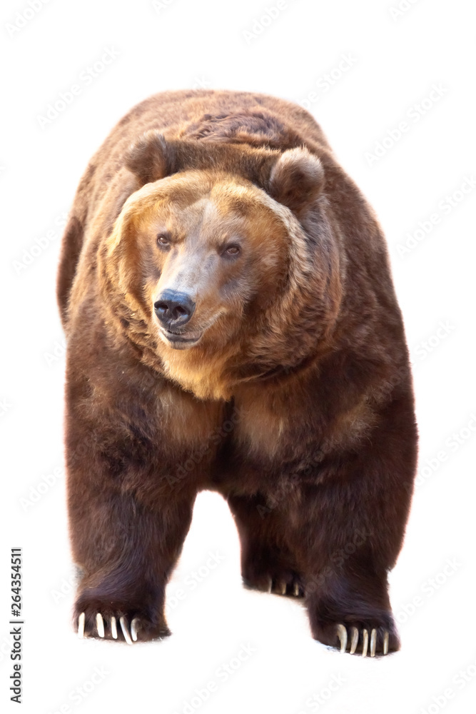 Fototapeta premium Huge powerful brown bear close-up, strong beast on a stone background, Isolated on white background.]