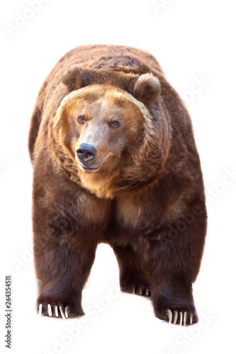 Huge powerful brown bear close-up, strong beast on a stone background,  Isolated on white background.]