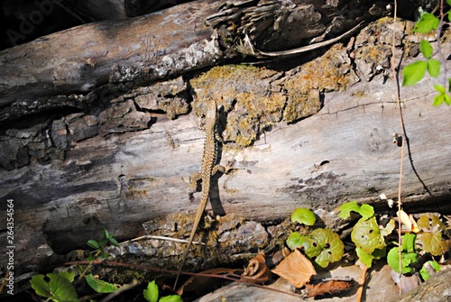 Wallpaper Mural Lézard Torontodigital.ca