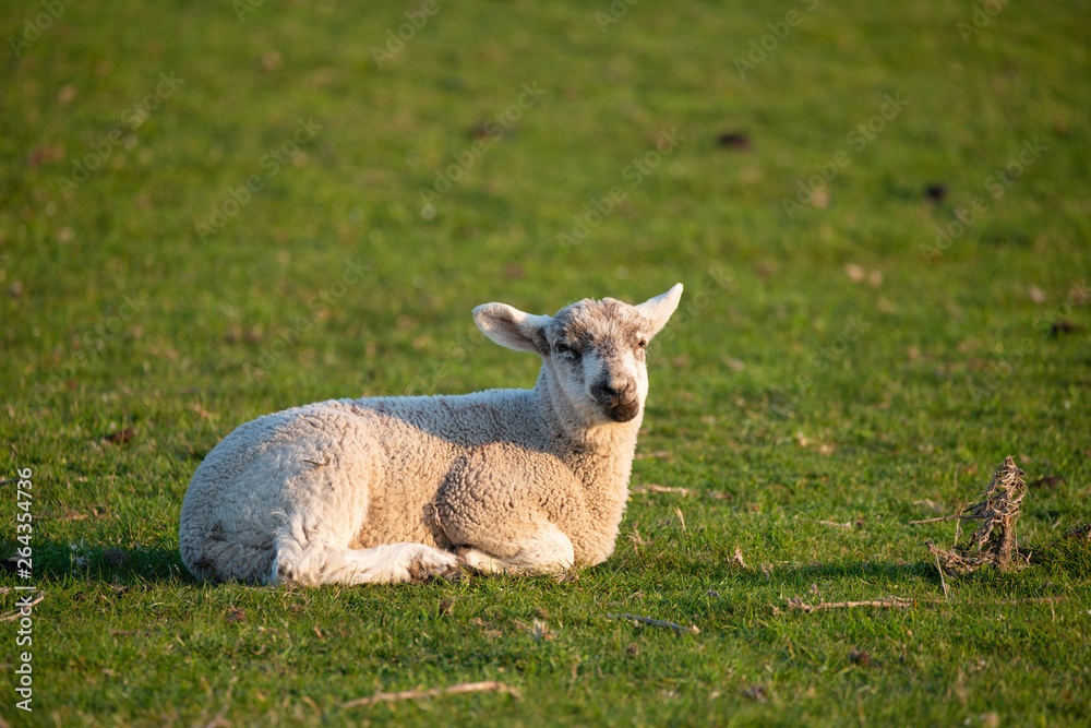 Young Spring lambs in early morning sunshine in English countryside Young Spring lambs in early morning sunshine in English countryside