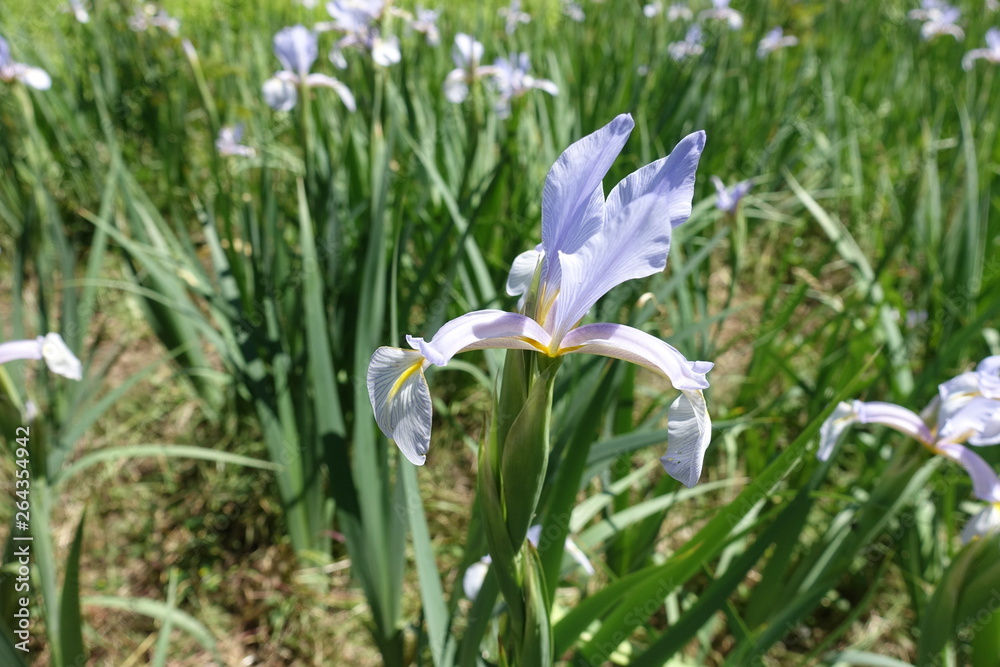One violet flower of Iris spuria in spring One violet flower of Iris spuria in spring