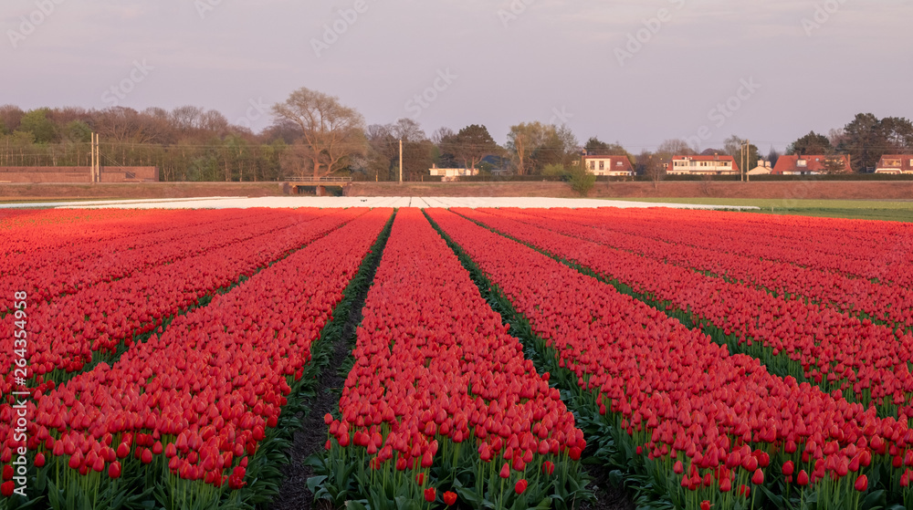 Colourful tulips growing in rows in a flower field near Lisse, South Holland, Netherlands. The colours give a striped effect. Colourful tulips growing in rows in a flower field near Lisse, South Holland, Netherlands. The colours give a striped effect.