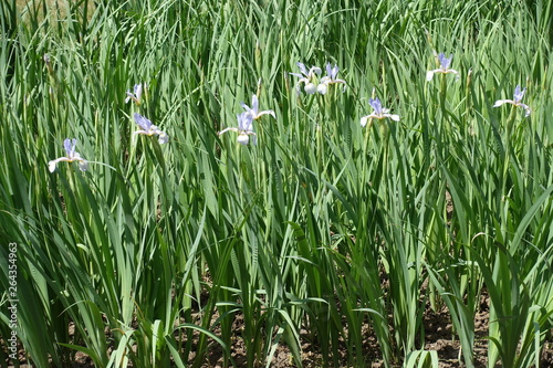 Pale violet flowers in the leafage of Iris spuria