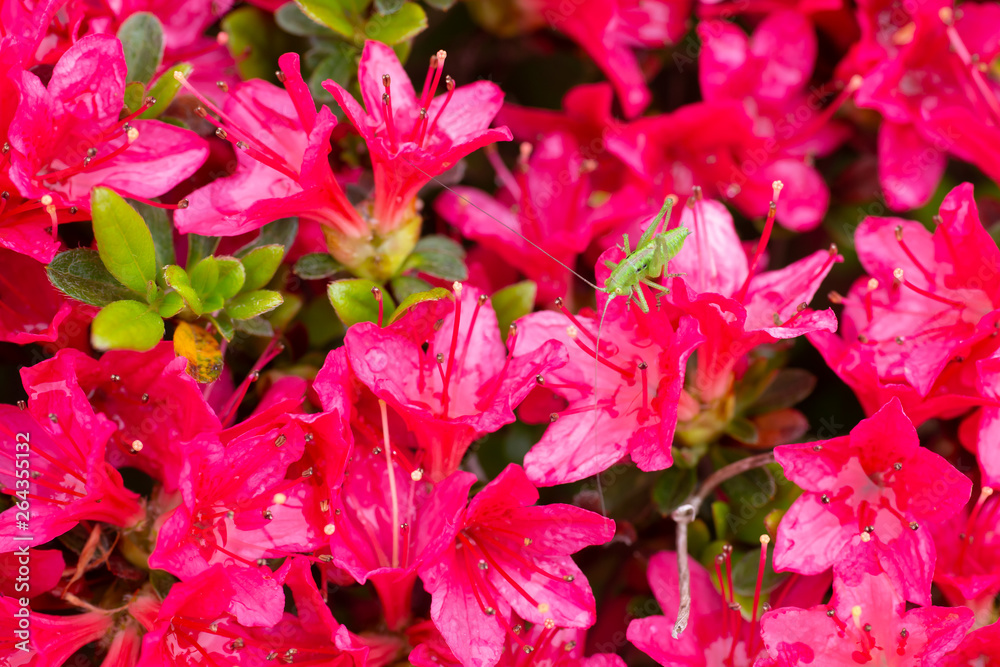 つつじの蜜を吸うバッタ つつじの蜜を吸うバッタ