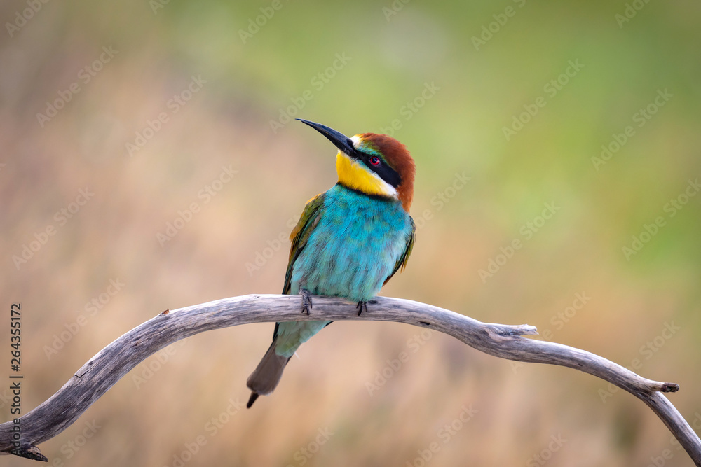 Obraz premium Portrait of a colorful bird