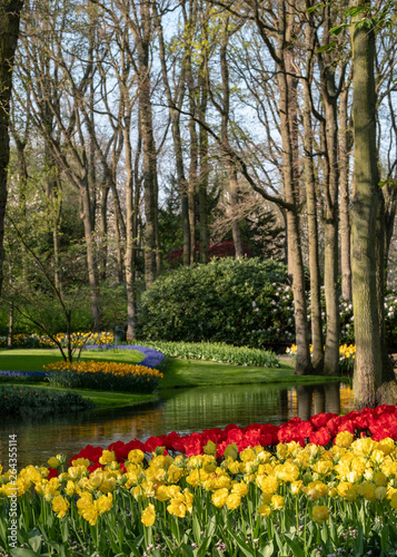 Beds of colorful tulips laid out under the trees at Keukenhof Gardens, Lisse, South Holland. Keukenhof is known as the Garden of Europe.