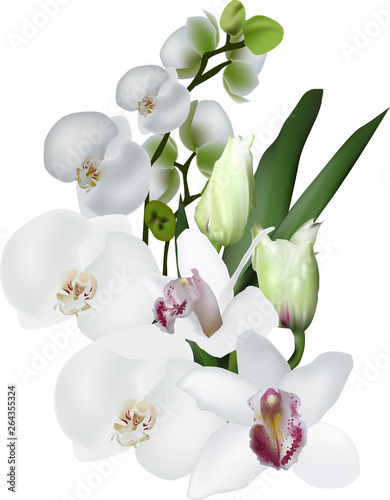 isolated white large orchids illustration