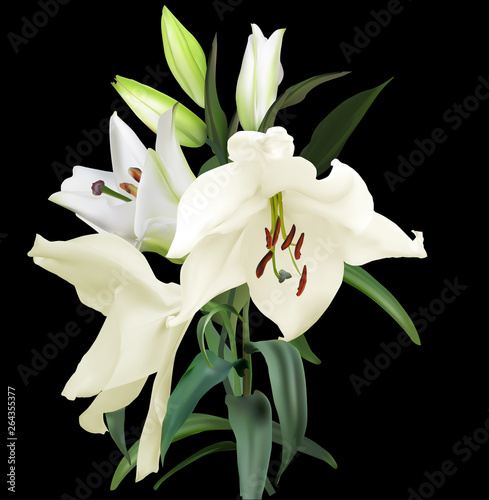 three isolated lily white blooms and two buds