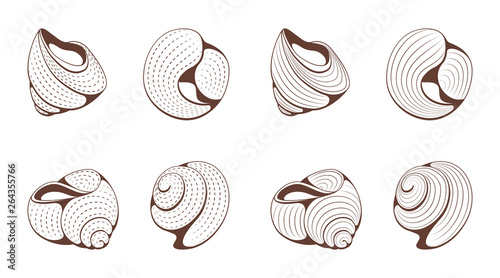 Set of outline striped and spotted monochrome seashells on isolated white background.