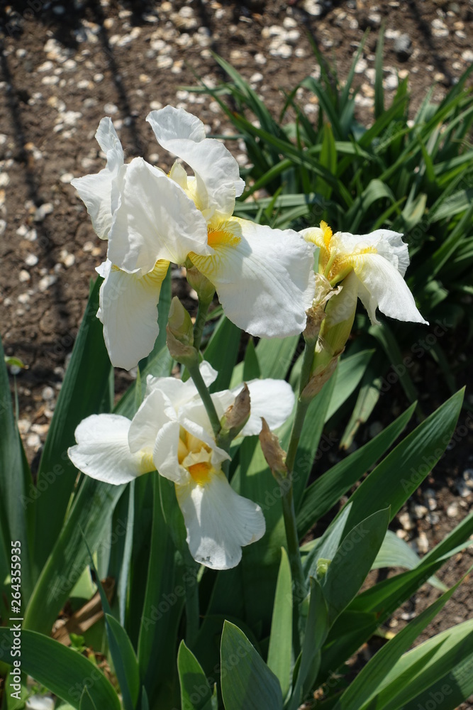 White flowers of German iris in May White flowers of German iris in May