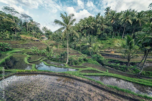 Tegallalang rice terrace in Ubud, Bali, Indonesia