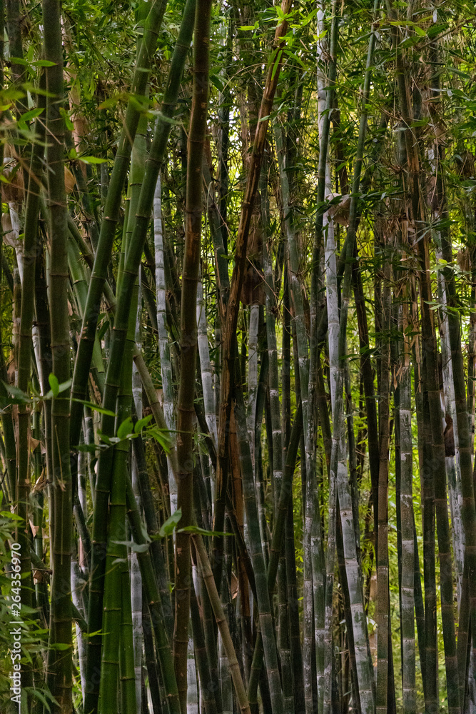Bamboo plants in Majorelle Garden (Jardin Majorelle), Marrakesh, Morocco Bamboo plants in Majorelle Garden (Jardin Majorelle), Marrakesh, Morocco