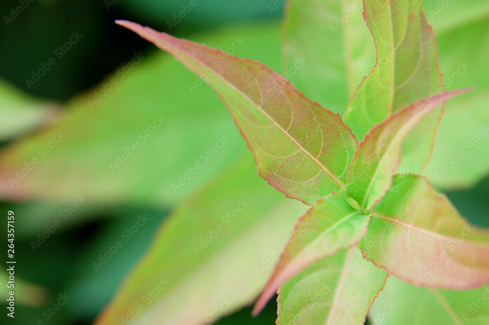 Feuilles vertes et rouges courbes comme une hélice avec espace texte à gauche Feuilles vertes et rouges courbes comme une hélice avec espace texte à gauche