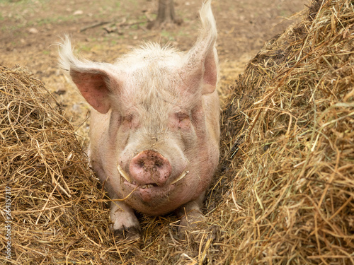 Large big pig on the farm