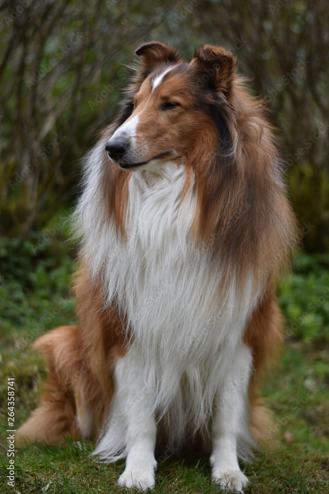 Amerikanischer Collie